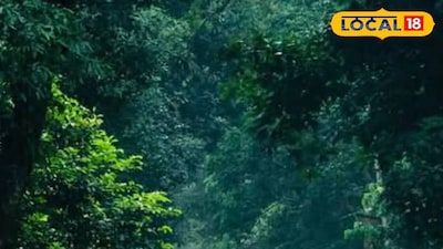 যাতায়াতের জন্য জঙ্গলের রাস্তাই একমাত্র ভরসা। প্রতীকী ছবি