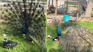 ময়ূর হাঁসকে ময়ূরী ভেবে কাটাল ‘বিবাহের রাত’! রোম্যান্সের ফল দেখে হেসে খুন নেটিজেনরা! 