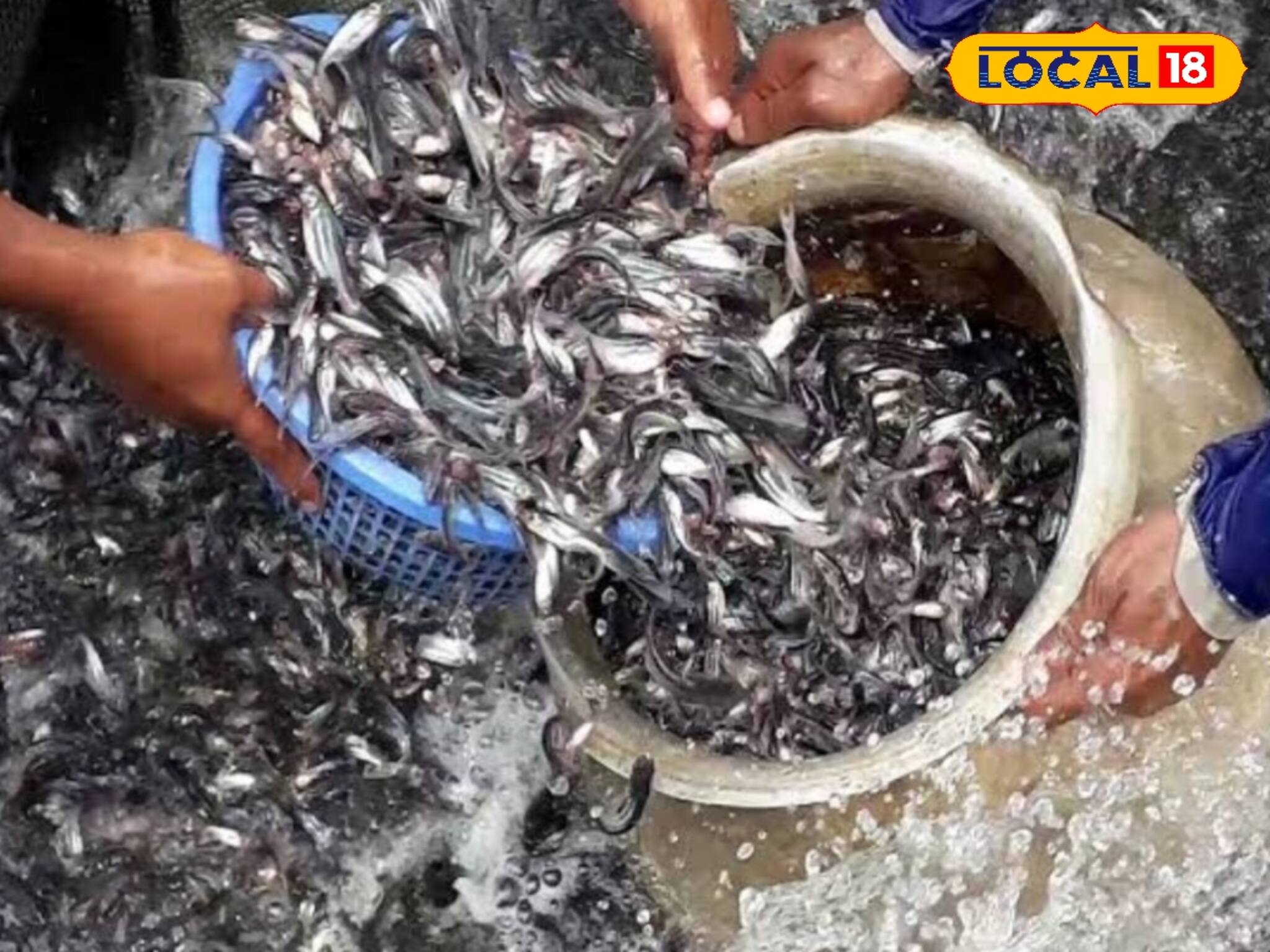 সুস্বাদু ন্যাদোস মাছ! হারিয়ে যাচ্ছে সময়ের সঙ্গে, ফিরিয়ে আনতে বড় উদ্যোগ