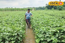 আবারও মাথায় হাত 'এই' এলাকার চাষিদের! এবার চিন্তা আরও বেশি
