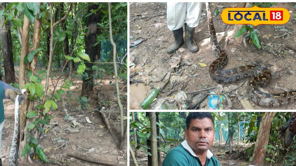 rescued python released back into wild in sorsogon |... Python Rescue: ঝোপের মধ্যে নড়াচড়া করছে বিশালাকৃতির ওটা কী! কাছে যেতেই ...