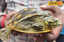 কালোর উপর হলুদ, দেখতে অন্যদের থেকে আলাদা! টোটো চালকদের তৎপরতায় উদ্ধার বিরল প্রজাতির কচ্ছপ