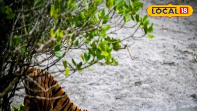 রয়্যাল বেঙ্গল টাইগার