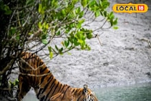 Royal Bengal Tiger: ফের দেখা মিলল রয়্যাল বেঙ্গল টাইগারের, সাঁতার কেটেই নদী পার, রইল ভিডিও