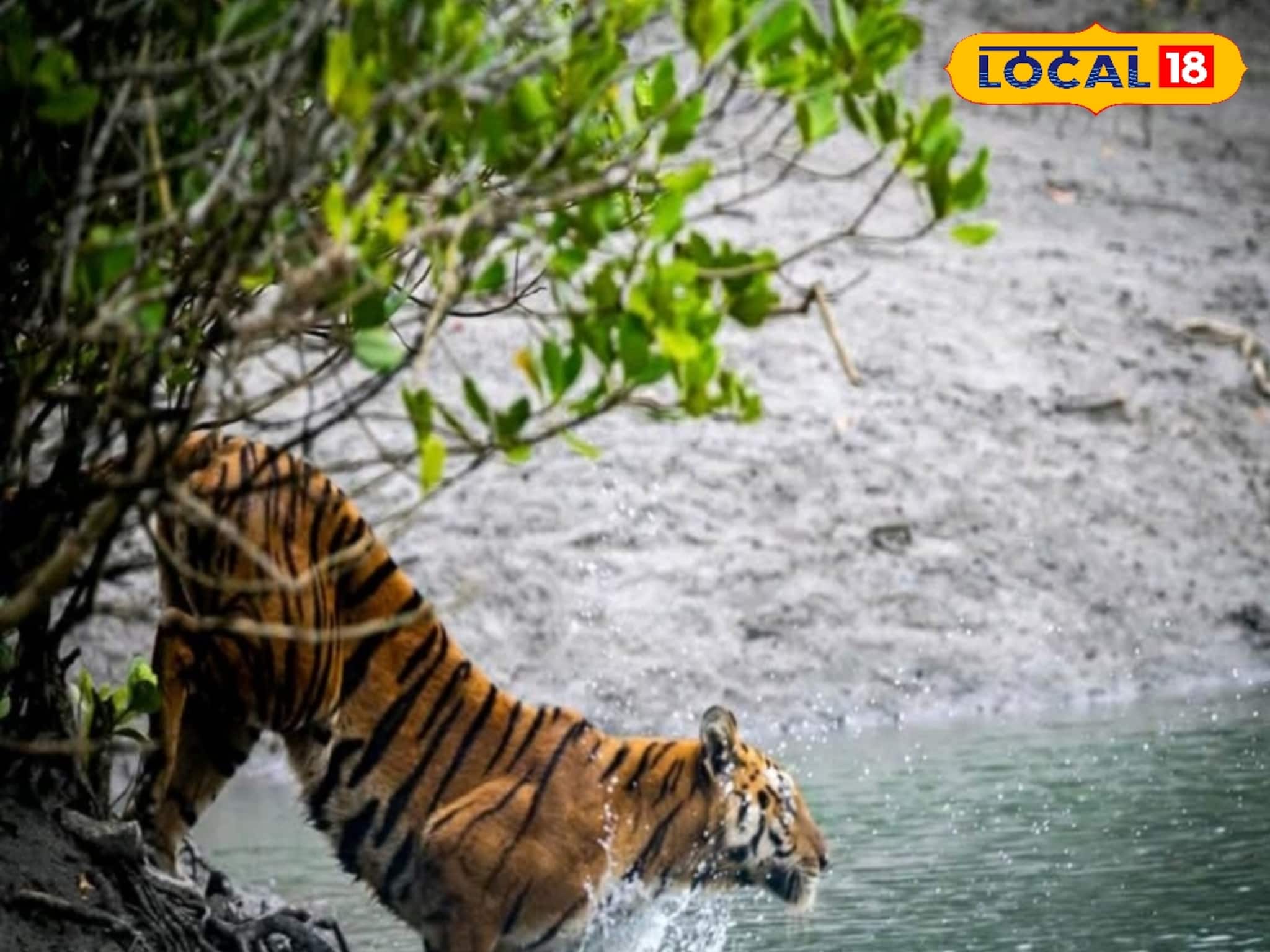 ফের দেখা মিলল রয়্যাল বেঙ্গল টাইগারের, সাঁতার কেটেই নদী পার, রইল ভিডিও ফের দেখা মিলল রয়্যাল বেঙ্গল টাইগারের, সাঁতার কেটেই নদী পার, রইল ভিডিও