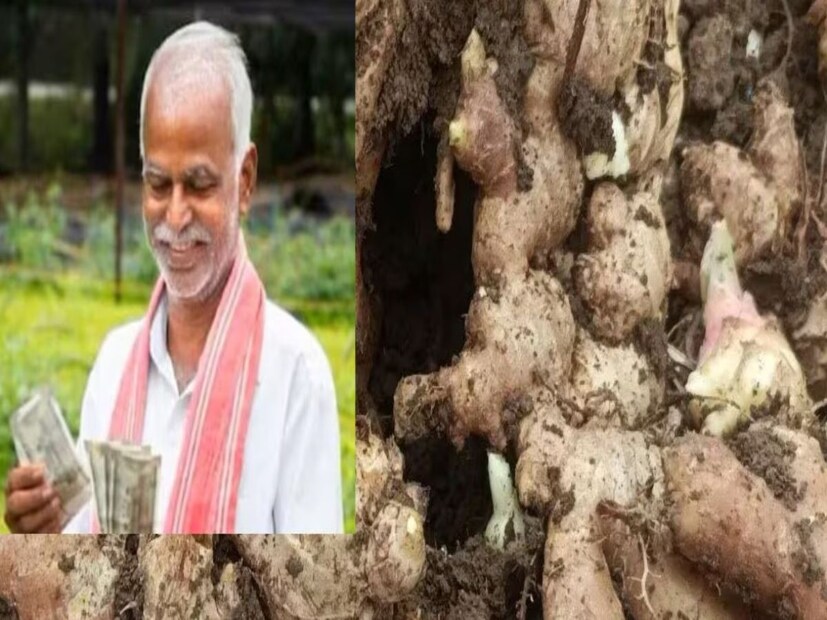 এই কৃষক মাত্র তিন একর জমিতে আদা চাষ করে লালে লাল হয়ে গিয়েছেন। শুনলে চোখ কপালে উঠবে যে এই কৃষক মোট ২৫ থেকে ৩০ লক্ষ টাকা আয় করেছেন।