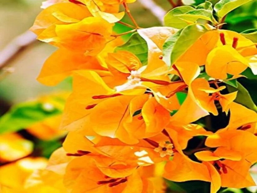 উজ্জ্বল গোলাপি, কমলা, বাসন্তী সাদা-সহ নানা রঙের হয় এই ফুল। গন্ধহীন হলেও রূপে লা জবাব এই ফুলগাছ। বোগেনভেলিয়ার পাপড়ি খুব পাতলা, নরম, ঠিক যেন কাগজের মতো। তাই এর নাম কাগজফুল।