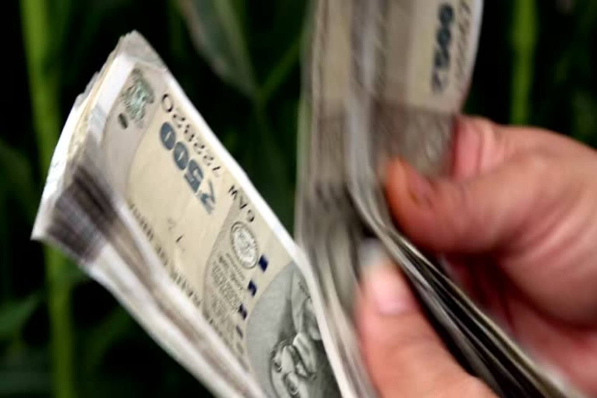 ১৪০০ গাছ লাগিয়ে ১২ লাখ আয় করলেন কৃষক..! কী এমন 'জিনিস' চাষ করলেন জমিতে? চমকে যাবেন শুনলে!