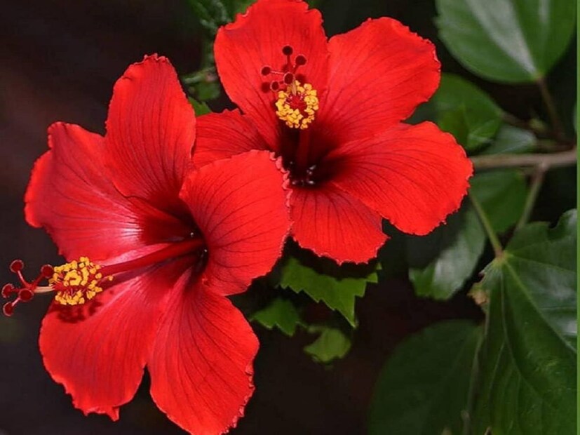শুক্রবার শ্রী গণেশ এবং দুর্গা মাকে ৫টি করে লাল জবা অর্পণ করুন এবং এই ফুলগুলির মধ্যে একটি ঘরের তফাতে রাখুন। এই সমাধানের মাধ্যমে আপনি কখনই অর্থের অভাবের সম্মুখীন হবেন না। প্রতি শুক্রবার জবা ফুলটি পরিবর্তন করতে থাকুন।