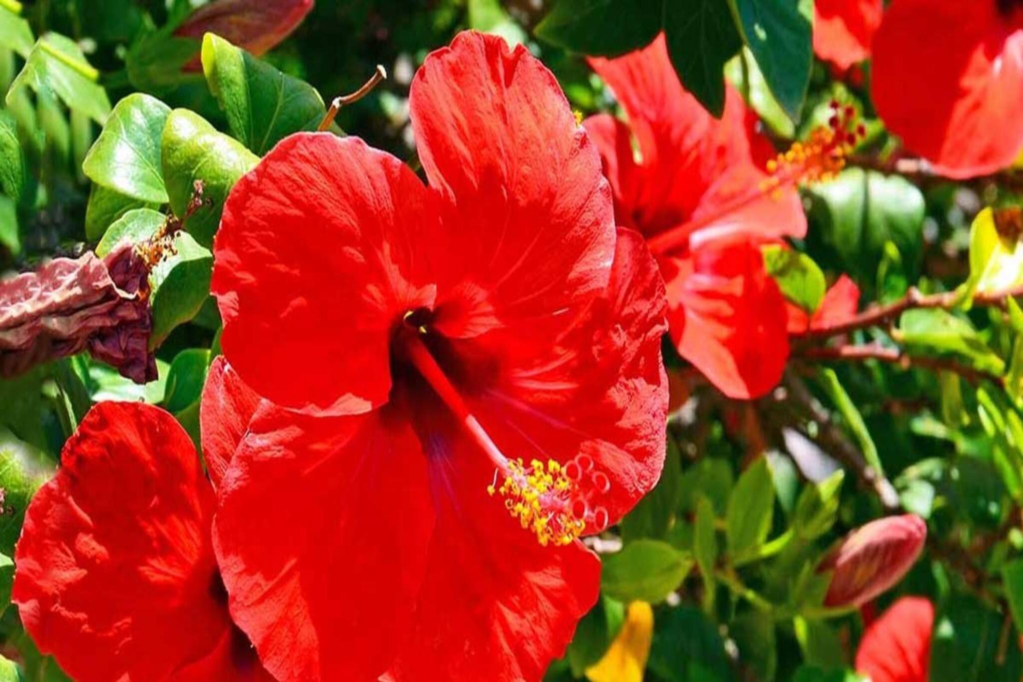 প্রমোশন, বিয়ে, চাকরি কিচ্ছু আটকাবে না...! জবা ফুল দিয়ে শুক্রবার করে দেখুন ছোট্ট 'উপায়'