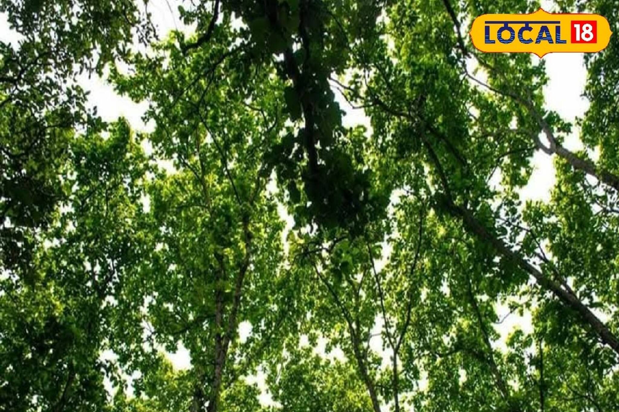 গা ছমছমে জঙ্গলের মাঝে অনাবিল শান্তির খোঁজ! ঝাড়গ্রাম ঘুরতে গেলে একবার ঘুরে আসুন এই জায়গায়, রয়েছে আলাদা মাহাত্ম্যও
