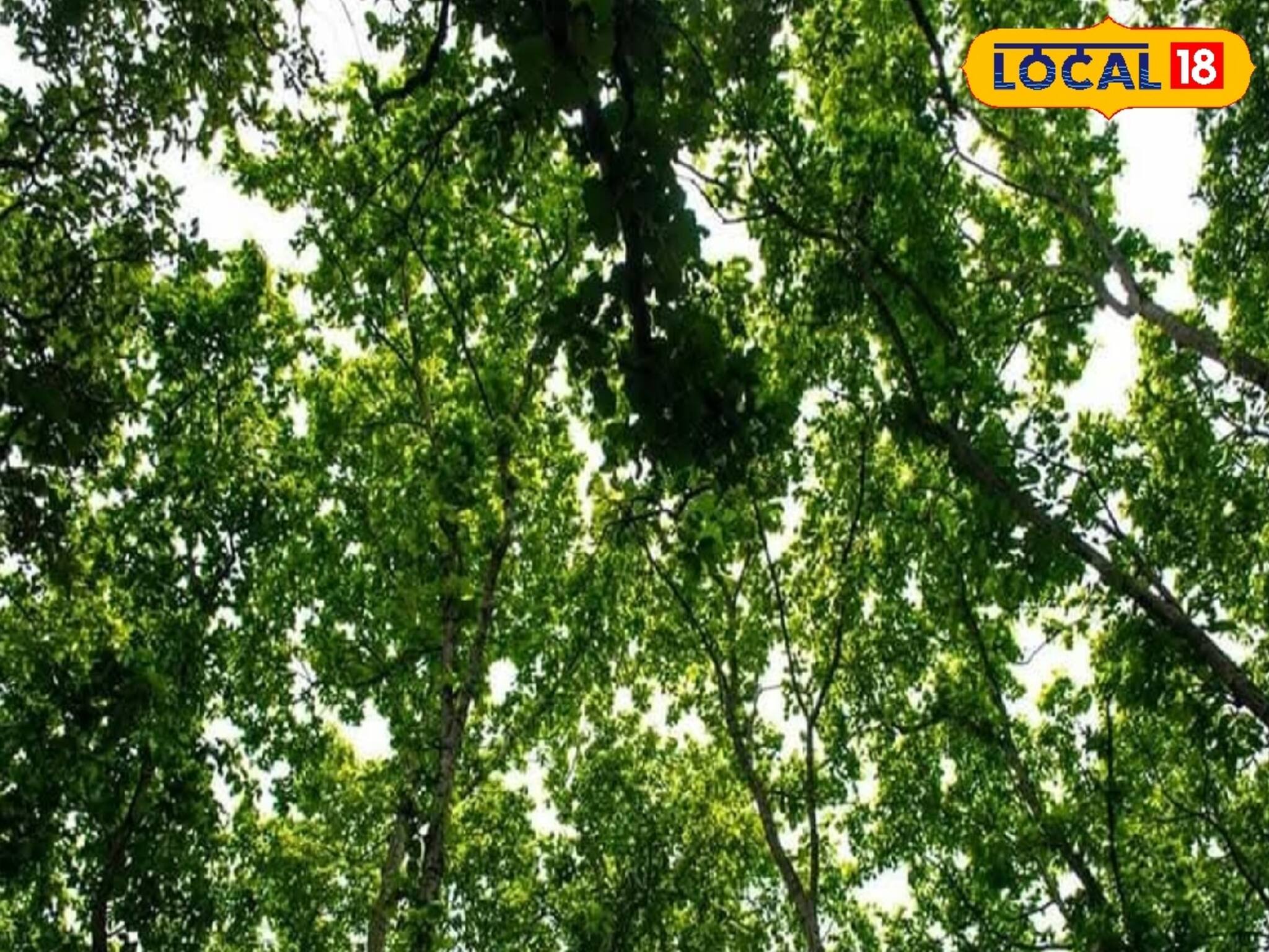 গা ছমছমে জঙ্গলের মাঝে অনাবিল শান্তির খোঁজ! ঝাড়গ্রাম ঘুরতে গেলে একবার ঘুরে আসুন এই জায়গায়, রয়েছে আলাদা মাহাত্ম্যও