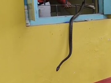 BDO-র ঘরে হঠাৎ পোষ্য কুকুরের ঘেউ ঘেউ চিৎকার! উঁকি দিতেই দেখা গেল ৭ফুটের সেই ভয়ঙ্কর জীব