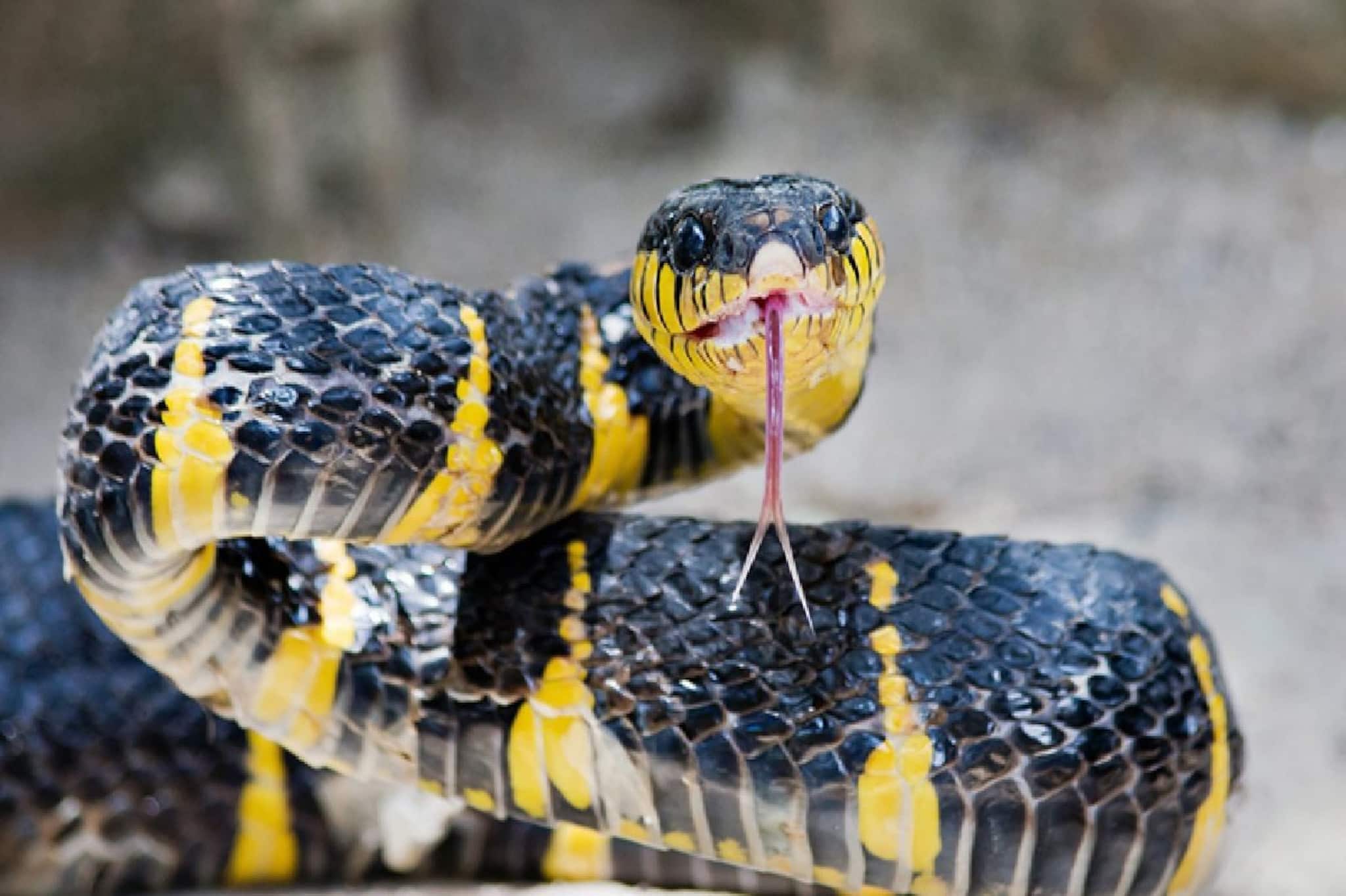 লাগবে না কার্বলিক অ্যাসিড! সাপের ভয়ঙ্কর যম 'এই' কালো দানা...! গন্ধ পেলেই পালাবে 'বিষধর'