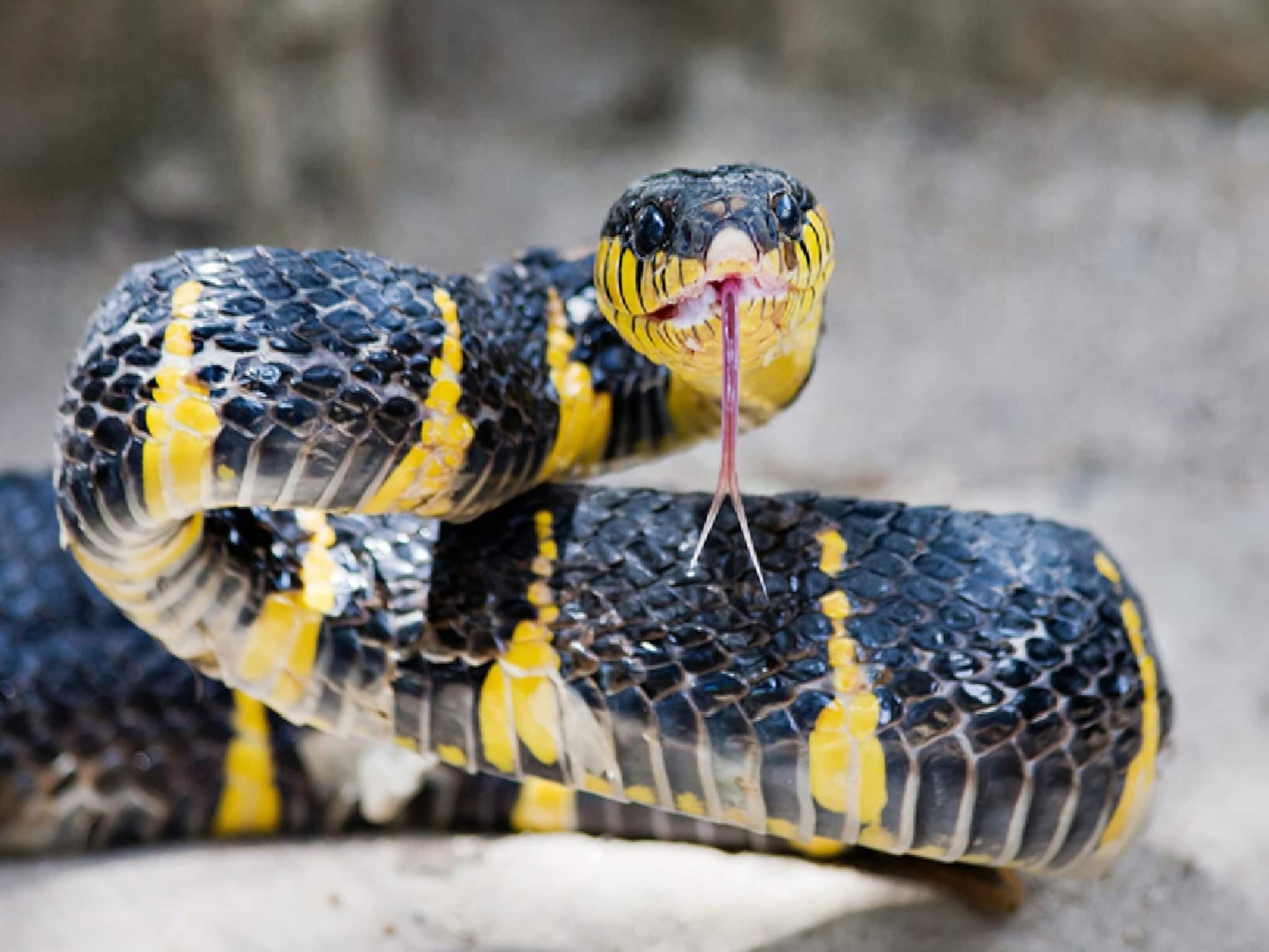 Snakes Fact: লাগবে না কার্বলিক অ্যাসিড! সাপের ভয়ঙ্কর যম 'এই' কালো দানা...! গন্ধ পেলেই দূর থেকেই বাপ বাপ বলে লেজ গুটিয়ে পালাবে 'বিষধর'