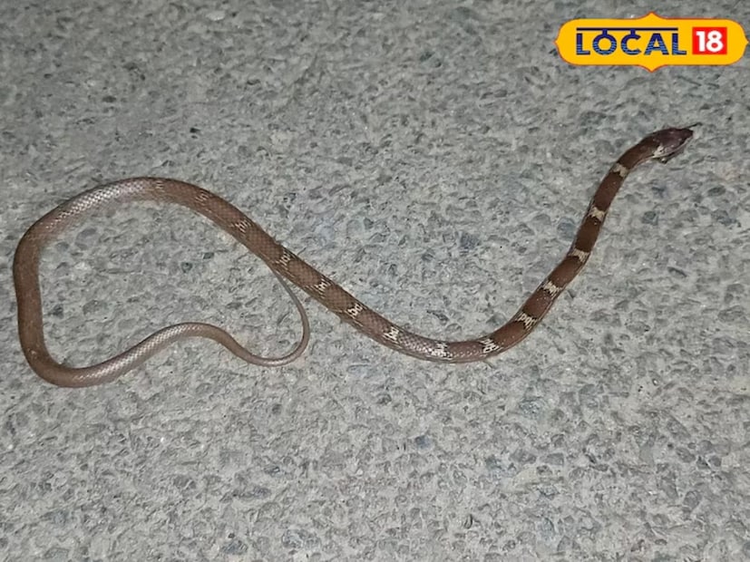 অন‍্য কোনও সাপের তুলনায় এই সাপ মানুষের বসতির আশপাশেই থাকতে পছন্দ করে। সৌভাগ্যক্রমে, এদের মধ্যে প্রাণঘাতী বিষ পাওয়া যায় না।