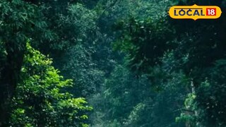 জঙ্গলের রাস্তায় দেশাত্মবোধক গান ধরলেন কারা? প্রতীকী ছবি জঙ্গলের রাস্তায় দেশাত্মবোধক গান ধরলেন কারা? প্রতীকী ছবি