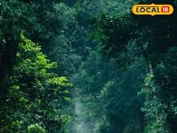 জঙ্গলের রাস্তায় দেশাত্মবোধক গান ধরলেন কারা? প্রতীকী ছবি 