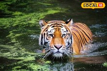 বাঘের সাম্রাজ্যে দাপট দেখাল সুন্দরবন! দক্ষিণরায়ের বিচরণের জায়গা বাড়ছে
