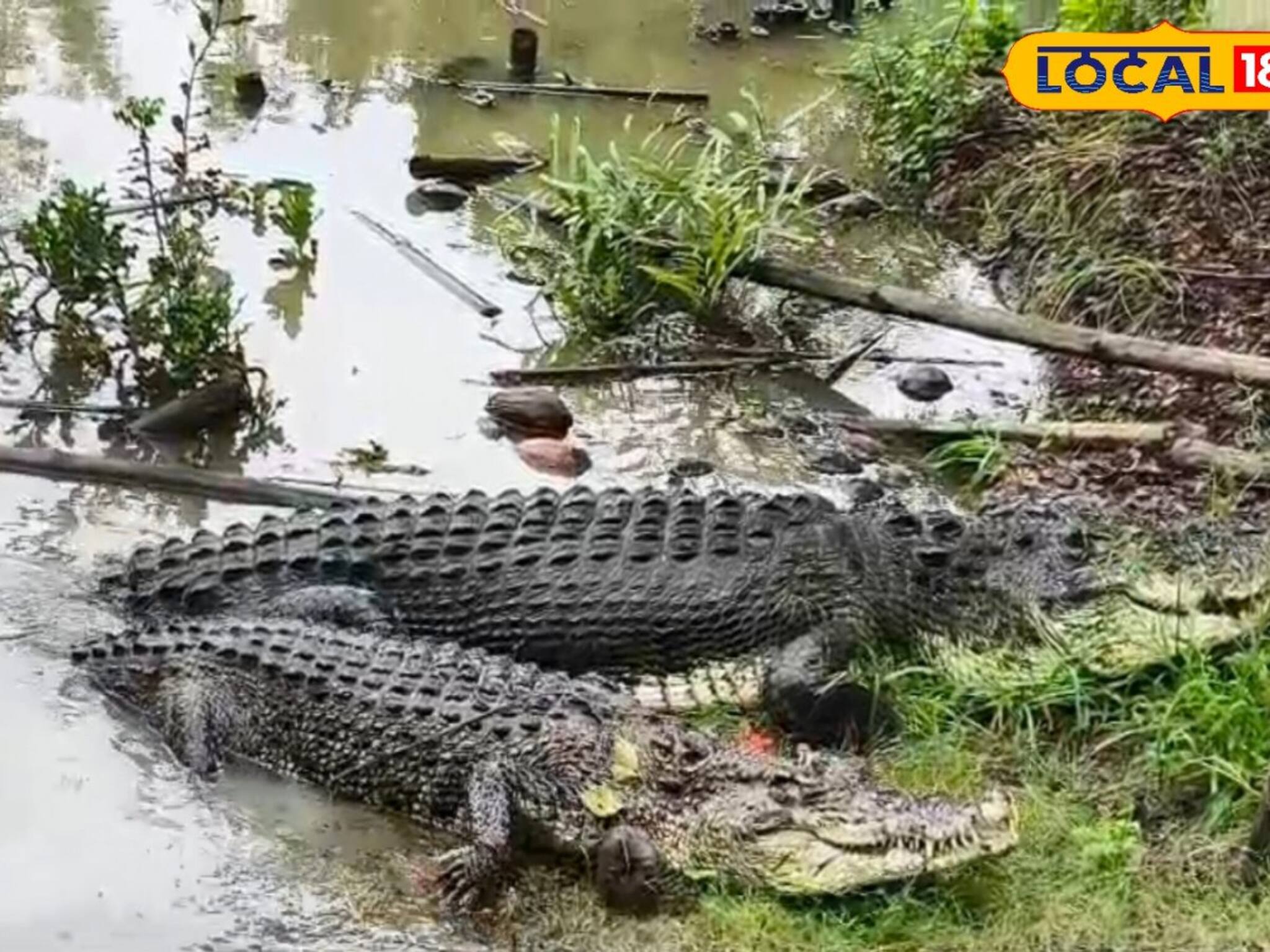 পুজোর সুন্দরবন ভ্রমণ হবে আরও রোমাঞ্চকর! যেখানে সেখানে দেখতে পাবেন কুমির
