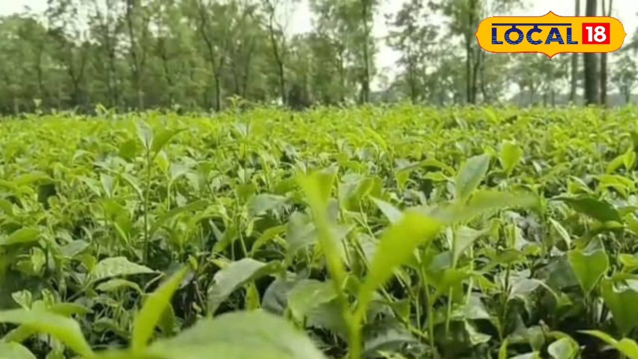 চা বাগানের ম্যানেজারদের হাতে ধরানো হচ্ছে চার্টার্ড অফ ডিমান্ড! কী এই 'চার্টার্ড অফ ডিমান্ড