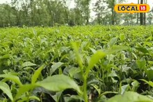 চা বাগানের ম্যানেজারদের হাতে ধরানো হচ্ছে চার্টার্ড অফ ডিমান্ড! কী এই 'চার্টার্ড অফ ডিমান্ড