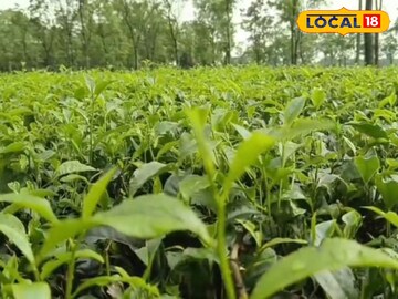 চা