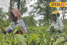 ২০ শতাংশ বোনাস! পুজোয় বড় ঘোষণার মাঝেই এবার নয়া দাবি চা শ্রমিকদের, জানুন
