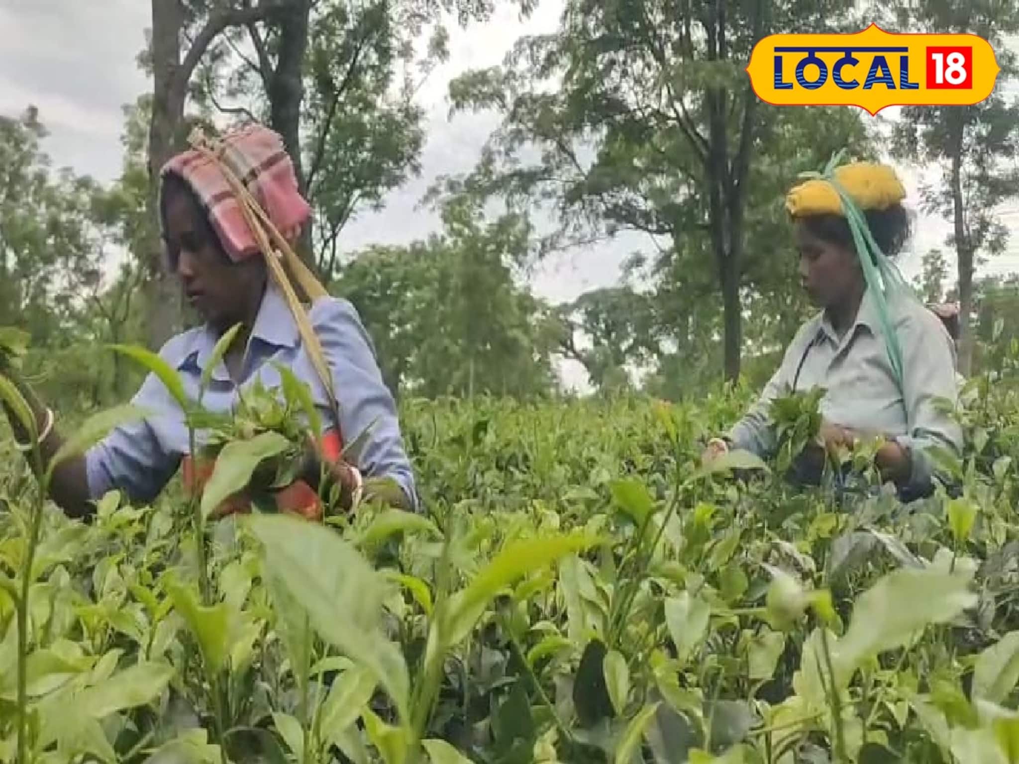 ২০ শতাংশ বোনাস! পুজোয় বড় ঘোষণার মাঝেই এবার নয়া দাবি চা শ্রমিকদের, জানুন