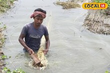 দক্ষিণবঙ্গে ব্যাপক বৃষ্টি! পাটের জমিতে জল, পাট কেটে নিচ্ছেন চাষিরা