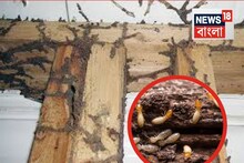 ভিতর থেকে ফাঁপড়া করে দিচ্ছে...উইপোকা! ছিটিয়ে দিন এই ‘মিক্সচার’...বংশ বাড়াতে পারবে না আর