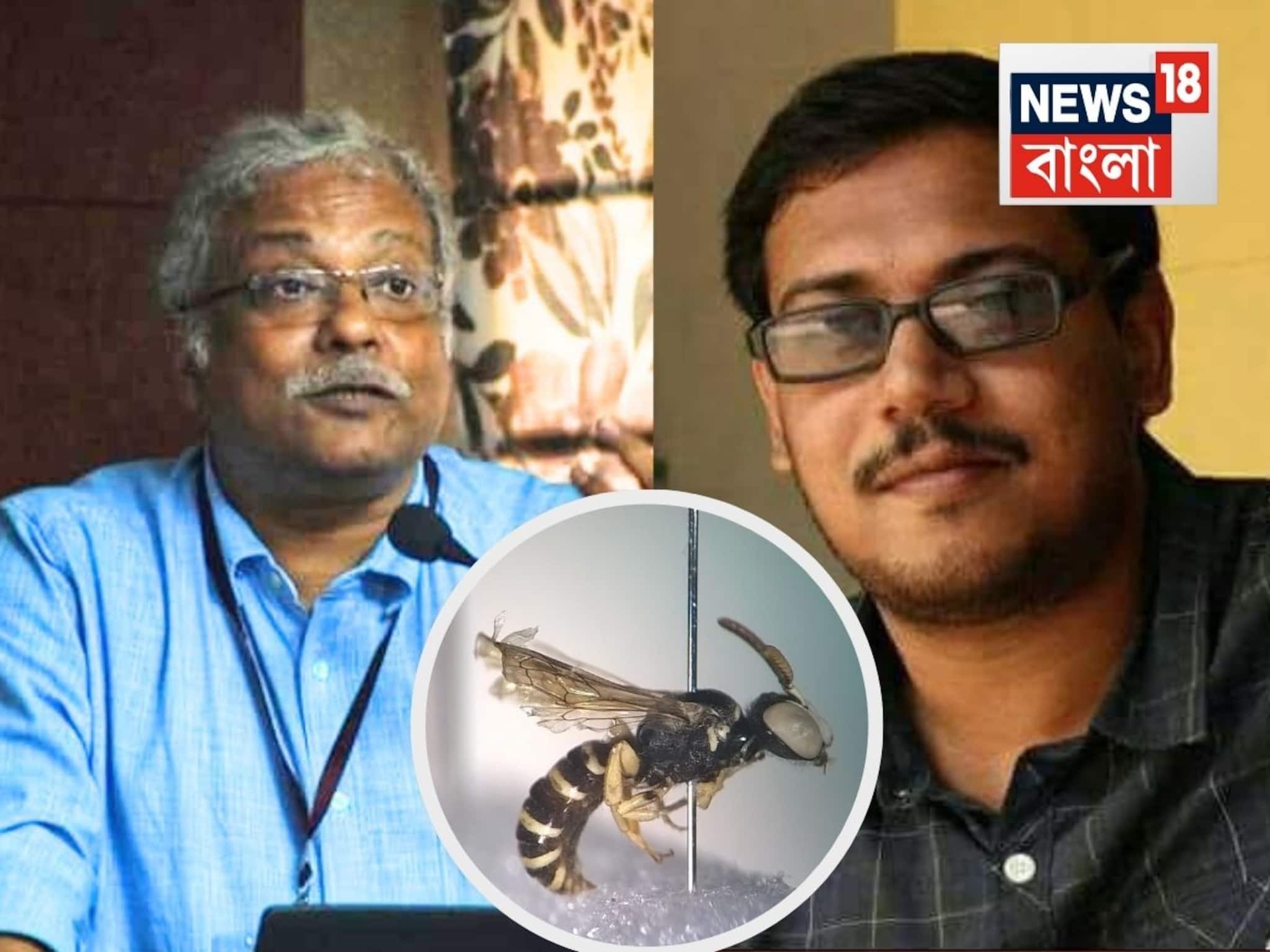 New Discovery: আবিষ্কার হল নতুন মৌমাছি! বাঙালি ছাত্রের নামে রাখা হল নাম...কলকাতা বিশ্ববিদ্যালয়ের গবেষকদের বড় সাফল্য