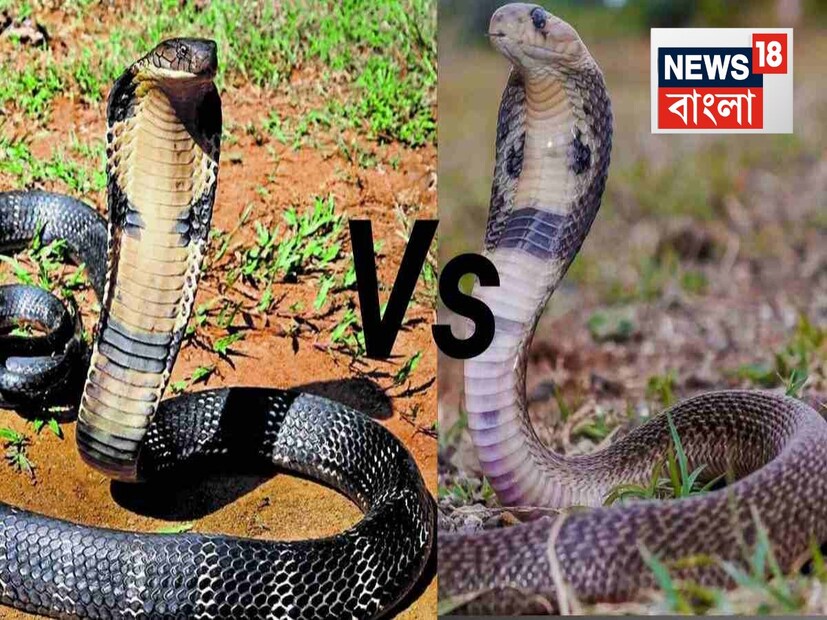 সরীসৃপ বিশেষজ্ঞদের মতে, কিং কোবরা এর খাদ্যাভ্যাসের কারণেই এমন নামকরণ করা হয়েছে। কিং কোবরা অন্যান্য ছোট-বড় সাপ খায়, তাই একে 'কিং' বলা হয়। কিং কোবরা সাধারণত হলুদ, সবুজ, বাদামি বা কালো রঙের হয় এবং এর শরীরে হলুদ বা সাদা ডোরাও থাকতে পারে। ভারতীয় কোবরা অনেক রঙে পাওয়া যায়, যেমন কালো, বাদামি, হলুদ, লাল বা সাদা।