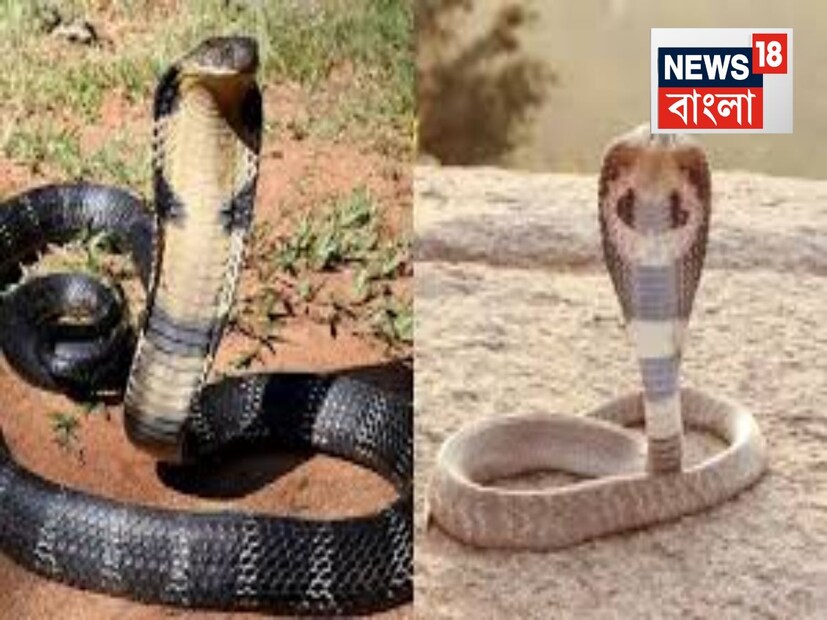 ইন্ডিয়ান কোবরা'র বিষ কিং কোবরার চেয়ে বেশি মারাত্মক। খাবার ও পানীয়ের দিক থেকে এই দুটির মধ্যে বিরাট পার্থক্য রয়েছে। ইন্ডিয়ান কোবরা সাধারণত ইঁদুর, ব্যাঙ, টিকটিকি এবং পাখির মতো ছোট প্রাণী শিকার করে। অন্যদিকে, কিং কোবরা এতটাই শিকারী যে এটি অন্যান্য সাপকেও তার খাদ্য বানায়। এর মধ্যে রয়েছে অজগর এবং কোবরা।