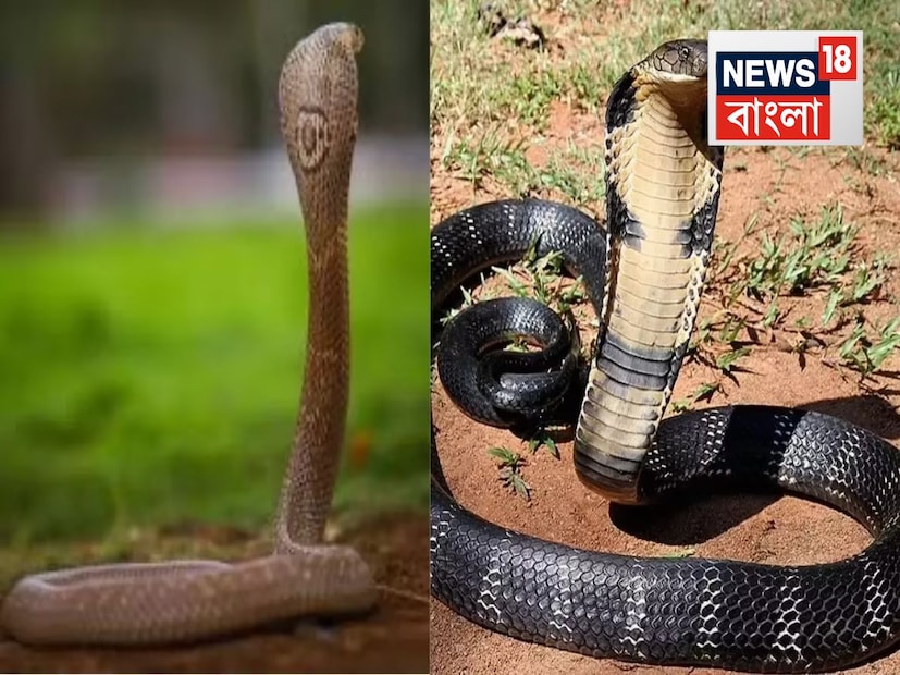 কিং কোবরা এবং ইন্ডিয়ান কোবরা উভয়েরই গড় আয়ু প্রায় ১৮ থেকে ২০ বছর। কিং কোবরা'র ধারালো দাঁত প্রায় ৮ থেকে ১০ মিলিমিটার লম্বা। কিং কোবরা একমাত্র সাপ যারা বাসা তৈরি করে, ডিম পাড়ে এবং তাদের রক্ষা করে। এর চোখও খুব তীক্ষ্ণ, যা ৯০ মিটার দূর থেকে শিকার দেখতে সাহায্য করে।