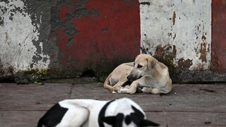 কয়েক দিন আগে তার একটি ছাগল এলাকার একটি কুকুরের কামড়ে মারা যায়। এর বদলা নিতে মৃত ছাগলের দেহে কীটনাশক মিশিয়ে দেন দুলাল। সেই মাংস খেয়ে মারা গেছে অন্তত ১৩টি কুকুর, যার মধ্যে রয়েছে এলাকার সবচেয়ে বিশ্বস্ত ও শিকারি কুকুর ভুটুও। কয়েক দিন আগে তার একটি ছাগল এলাকার একটি কুকুরের কামড়ে মারা যায়। এর বদলা নিতে মৃত ছাগলের দেহে কীটনাশক মিশিয়ে দেন দুলাল। সেই মাংস খেয়ে মারা গেছে অন্তত ১৩টি কুকুর, যার মধ্যে রয়েছে এলাকার সবচেয়ে বিশ্বস্ত ও শিকারি কুকুর ভুটুও।