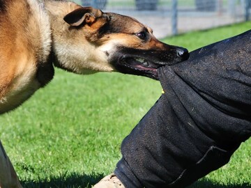 রাস্তার কুকুর কামড়ালে, প্রথমেই যদি এটা না করেন...ফল হবে ভয়ঙ্কর! জেনে নিন কী কী করবেন