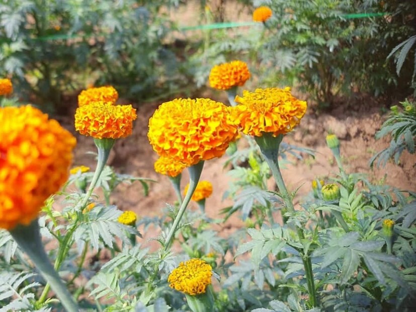 ভুল করেও নোংরা জায়গা, রান্নাঘর, বাথরুম এবং টয়লেটের কাছে গাঁদা ফুল রাখা উচিত নয়। এই জায়গায় গাঁদা গাছ রাখা শুভ বলে মনে করা হয় না।ঘরে এমন গাঁদা গাছ কখনও রাখা উচিত নয় যা সম্পূর্ণ শুকিয়ে গেছে অথবা যার ফুল ও পাতা শুকিয়ে যাচ্ছে। এছাড়াও, গাছটিকে সবুজ রাখার যত্ন নেওয়া উচিত।
গাঁদা ফুলের মালা তৈরি করে দেব-দেবীদের উদ্দেশ্যে উৎসর্গ করা উচিত। এটি করার মাধ্যমে, ব্যক্তি ঈশ্বরের কাছ থেকে বিশেষ আশীর্বাদ পেতে পারেন।
