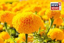 বাড়ির এই দিকে গাঁদা ফুলের গাছ অবশ্যই লাগান...এক কাজে হবে দুই উপকার! বলছেন খোদ বিশেষজ্ঞ