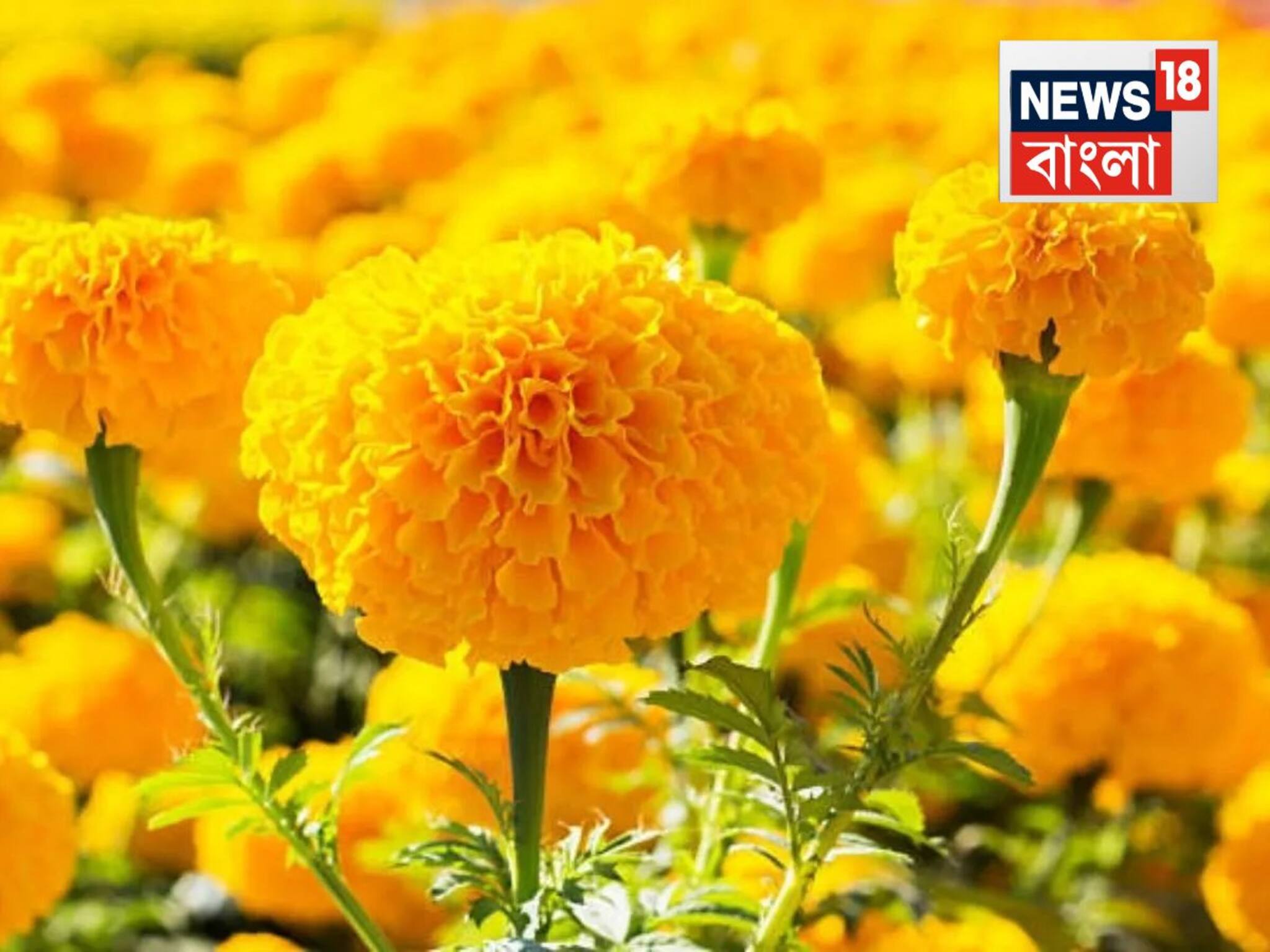 Genda Phool Vastu Tips: বাড়ির এই দিকে গাঁদা ফুলের গাছ অবশ্যই লাগান...এক কাজে হবে দু’-দু’টো উপকার! বলছেন খোদ বিশেষজ্ঞ