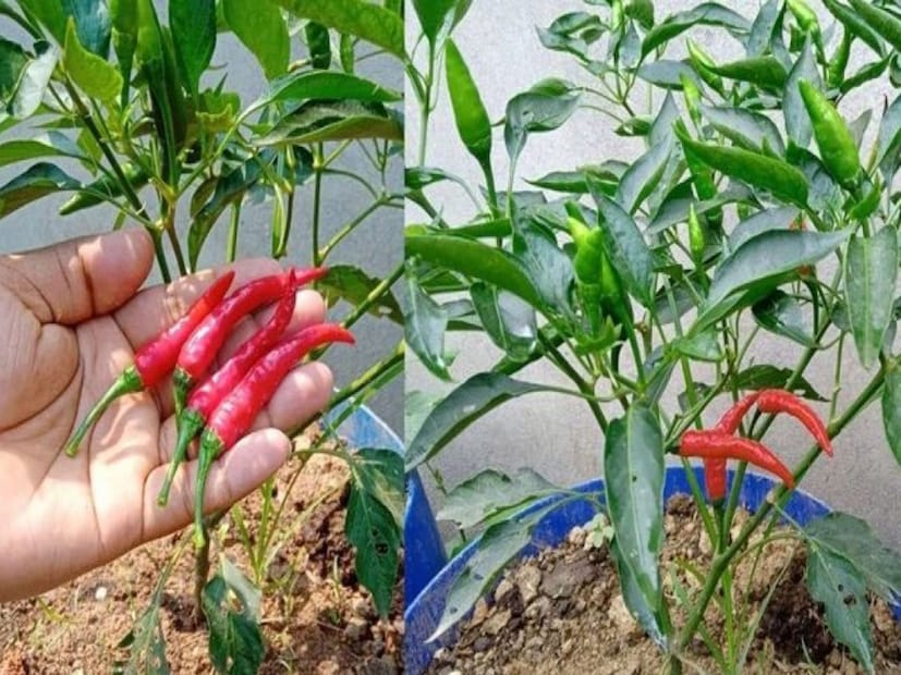 এমন পরিস্থিতিতে অনেক সময়ই আমরা শখ করে বাড়িতে কাঁচা লঙ্কার গাছ লাগাই৷ কিন্তু, বেশিরভাগ সময় সাদা ছোট্ট ফুলে গাছ ভরে গেলেও ফল আসে খুব সামান্য৷ এমন ক্ষেত্রে খুবই কাজে দেয় কিছু টোটকা৷ সেসব নিয়েই আলোচনা হবে এই প্রতিবেদনে৷