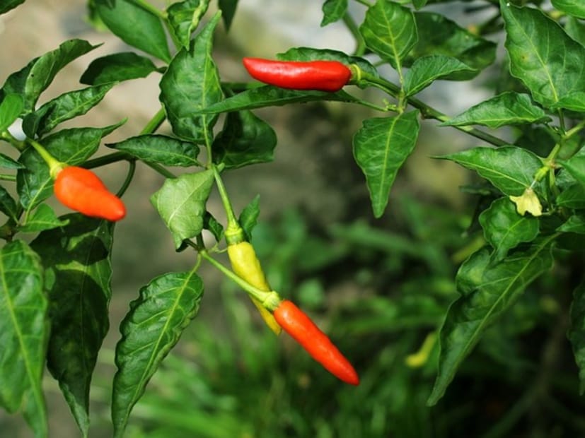 Gardening Tips: টবেতে কাঁচালঙ্কা ফলানোর একেবারে Easy Tricks…কয়েক দিনের মধ্যেই দেখতে পাবেন ফল