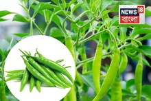 টবেতে কাঁচালঙ্কা ফলানোর একেবারে Easy Tricks...কয়েক দিনের মধ্যেই দেখতে পাবেন ফল