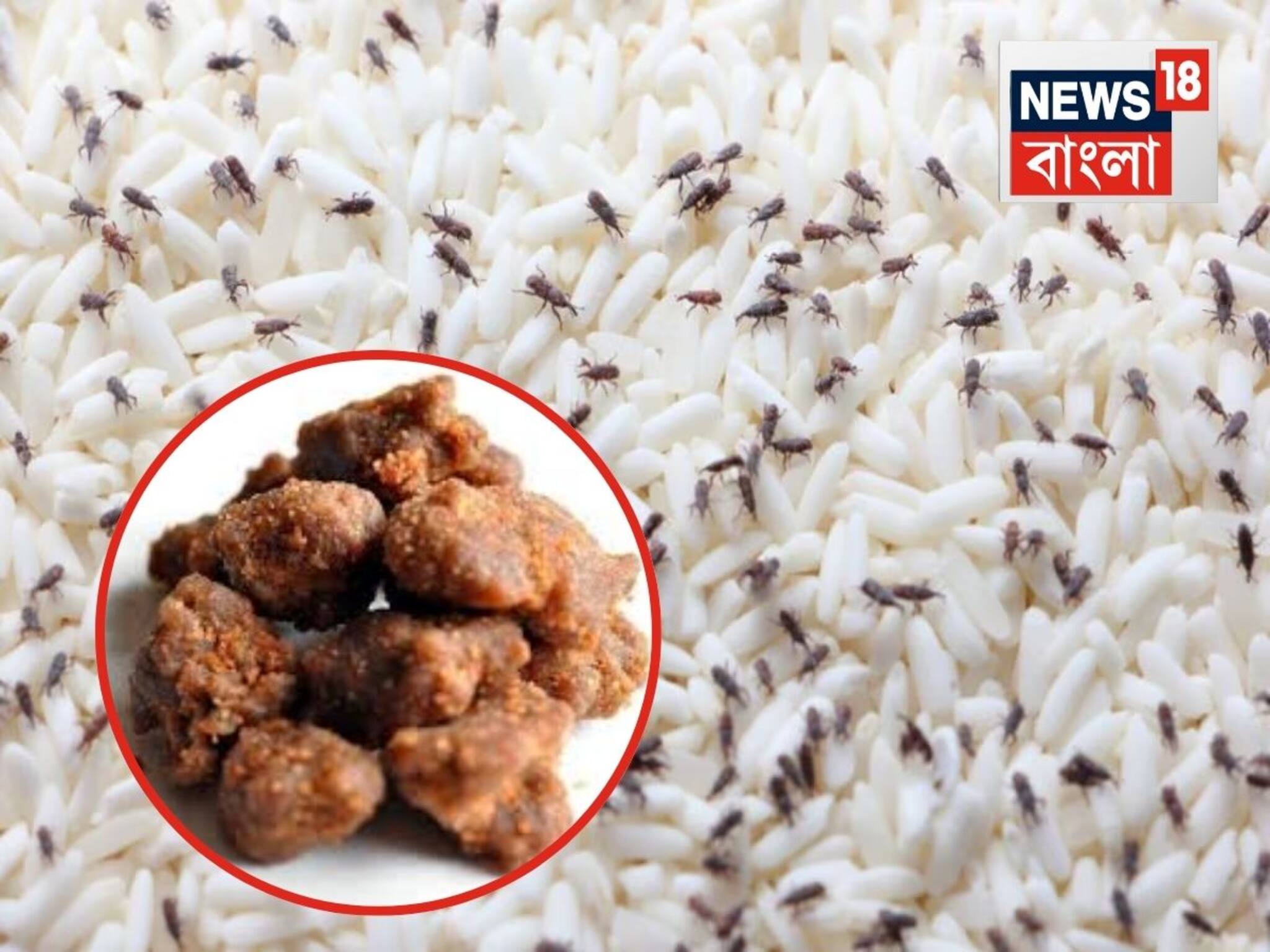 Rice Storage: চালে একটা পোকাও টিকতে পারবে না...‘হিং’ ব্যবহার করতে হবে, ঠিক এই ভাবে, শুধু জানতে হবে পদ্ধতি
