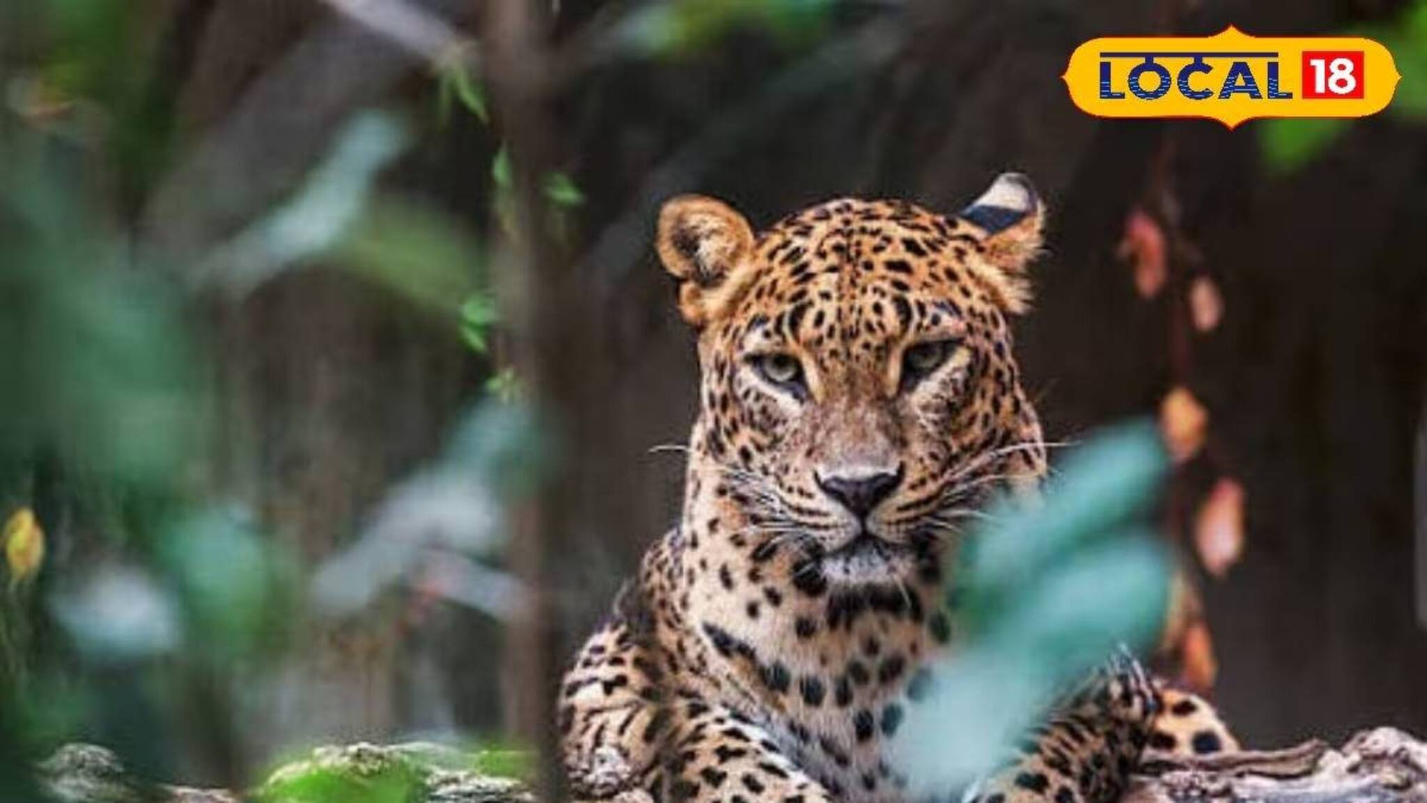 জঙ্গল থেকে বেরিয়ে এল চা বাগানের ত্রাস! হাত-মুখ ধুতে গিয়ে মর্মান্তিক পরিণতি কিশোরের