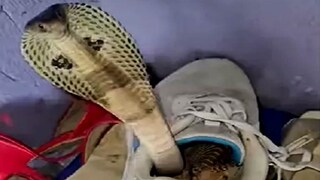 জুতোর মধ্যেই লুকিয়ে ছিল বিপদ