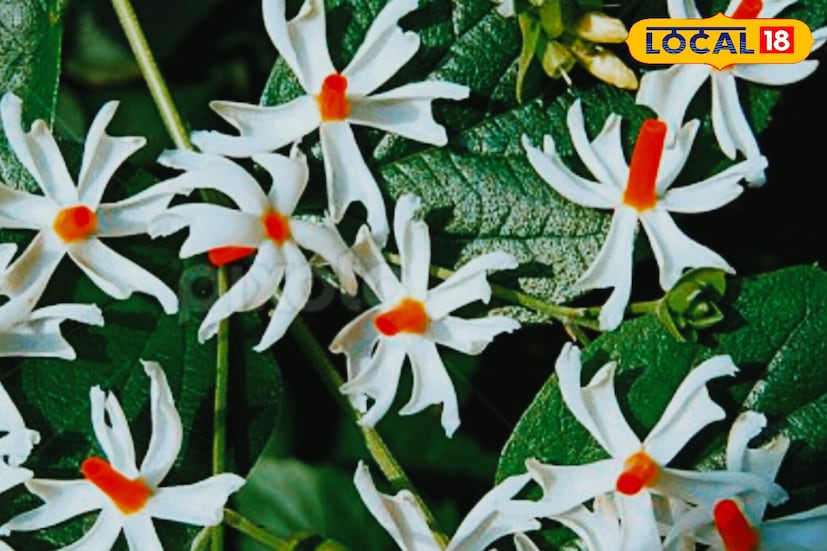 *এই গাছ ছায়া দেয়। নাইটশেড চাষের জন্য সবচেয়ে উপযুক্ত বলে মনে করা হয়। জৈব সার মিশ্রিত হালকা বালুকাময় মাটিতে এই গাছটি ভাল জন্মে। এটি ঝোপঝাড়ের নীচে বা বাগানের এমন কোণে লাগানো যেতে পারে, যেখানে সরাসরি সূর্যের আলো পড়ে না। এছাড়াও, গ্রীষ্মে এটির নিয়মিত জলের প্রয়োজন।