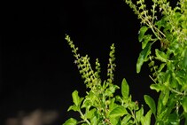 তুলসী মঞ্জরি যখন-তখন উপড়ে ফেলছেন! মঙ্গলবার ভুলেও ছিড়বেন না, ছেড়ার আগে জানুন সঠিক নিয়ম