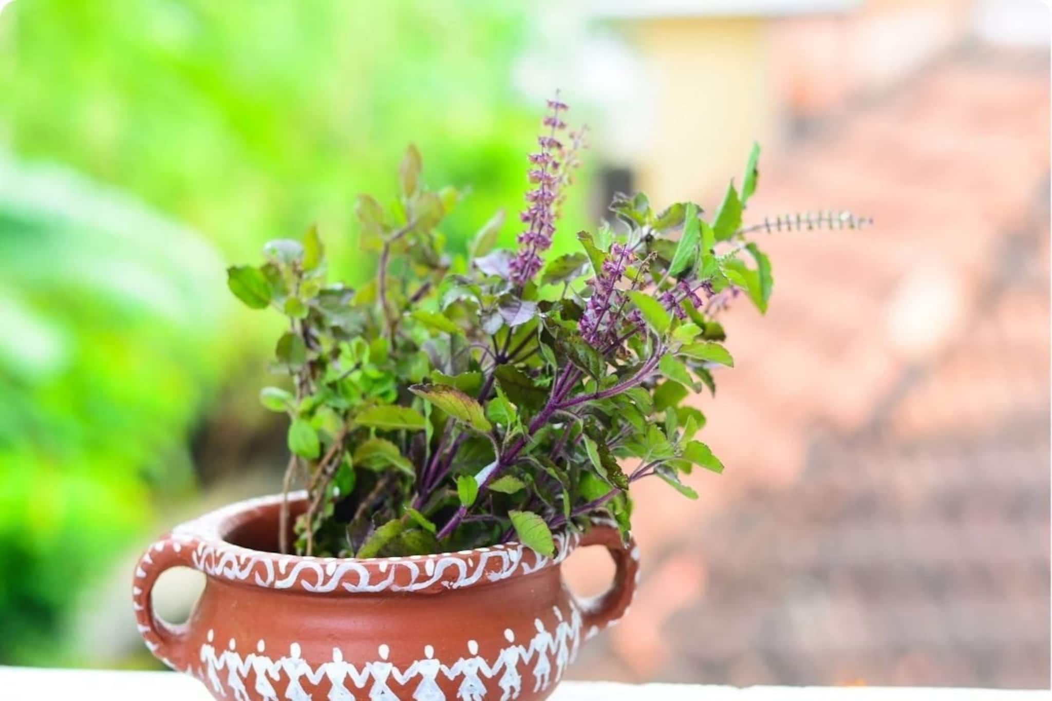 বাড়িতে তুলসী গাছ থাকলে 'এই' ২ ভুল করবেন না, ঘটি-বাটি বিক্রি হয়ে যাবে, পথের ভিখারি হবেন