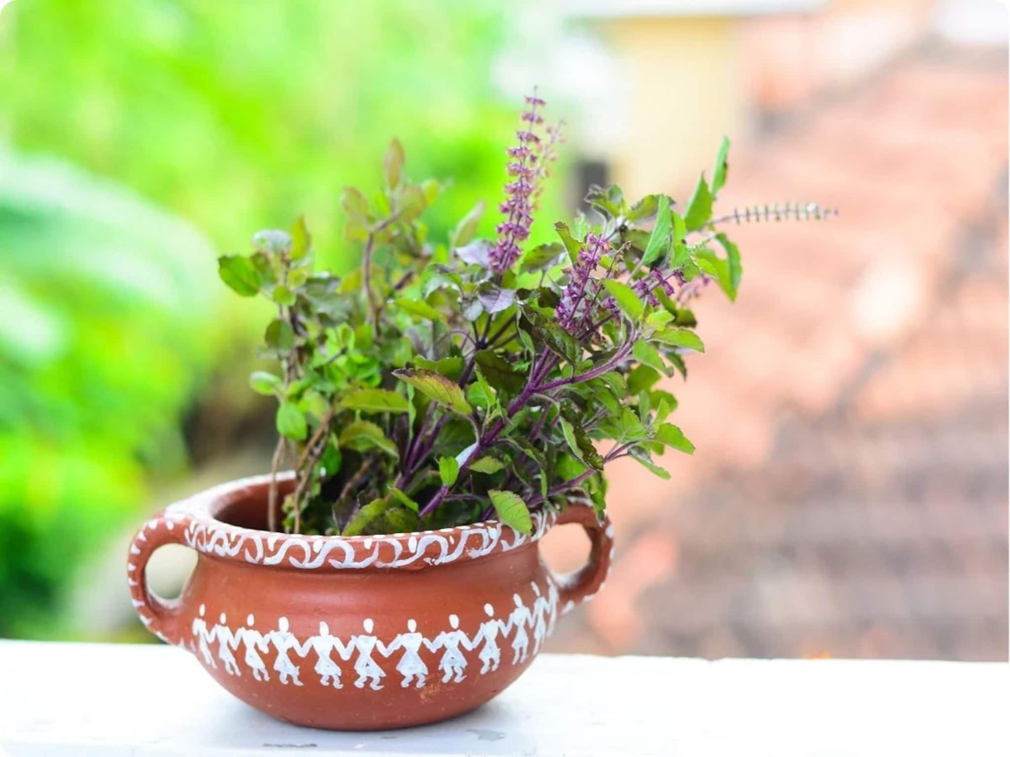 Tulsi Vastu Tips: বাড়িতে তুলসী গাছ থাকলে 'এই' ২ ভুল জীবনে করবেন না, ঘটি-বাটি বিক্রি হয়ে যাবে, পথের ভিখারি হবেন